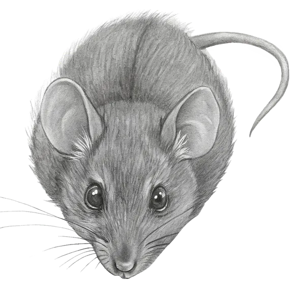 Zeichnung einer Hausmaus