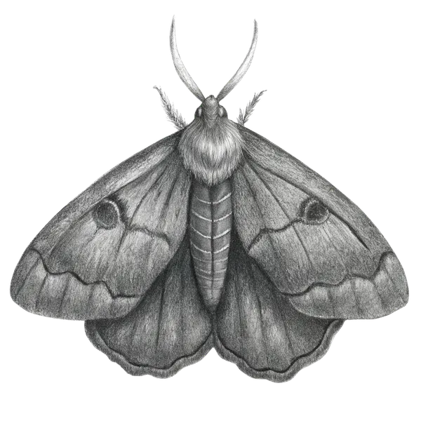 Zeichnung einer Motte