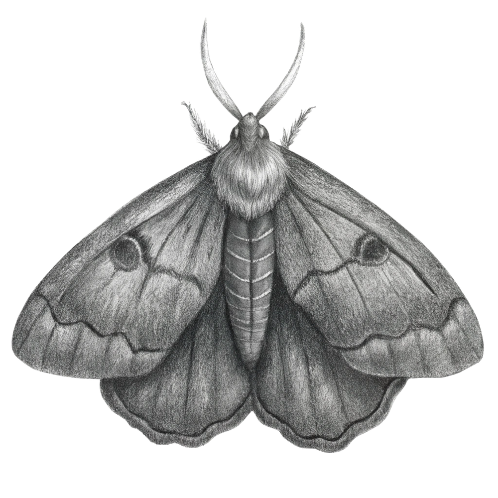 Textilmotte Hauptbild