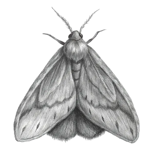 Zeichnung einer Dörrobstmotte