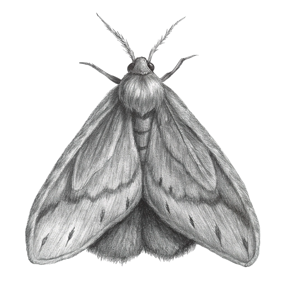 Dörrobstmotte Hauptbild