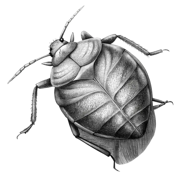 Zeichnung einer Bettwanze